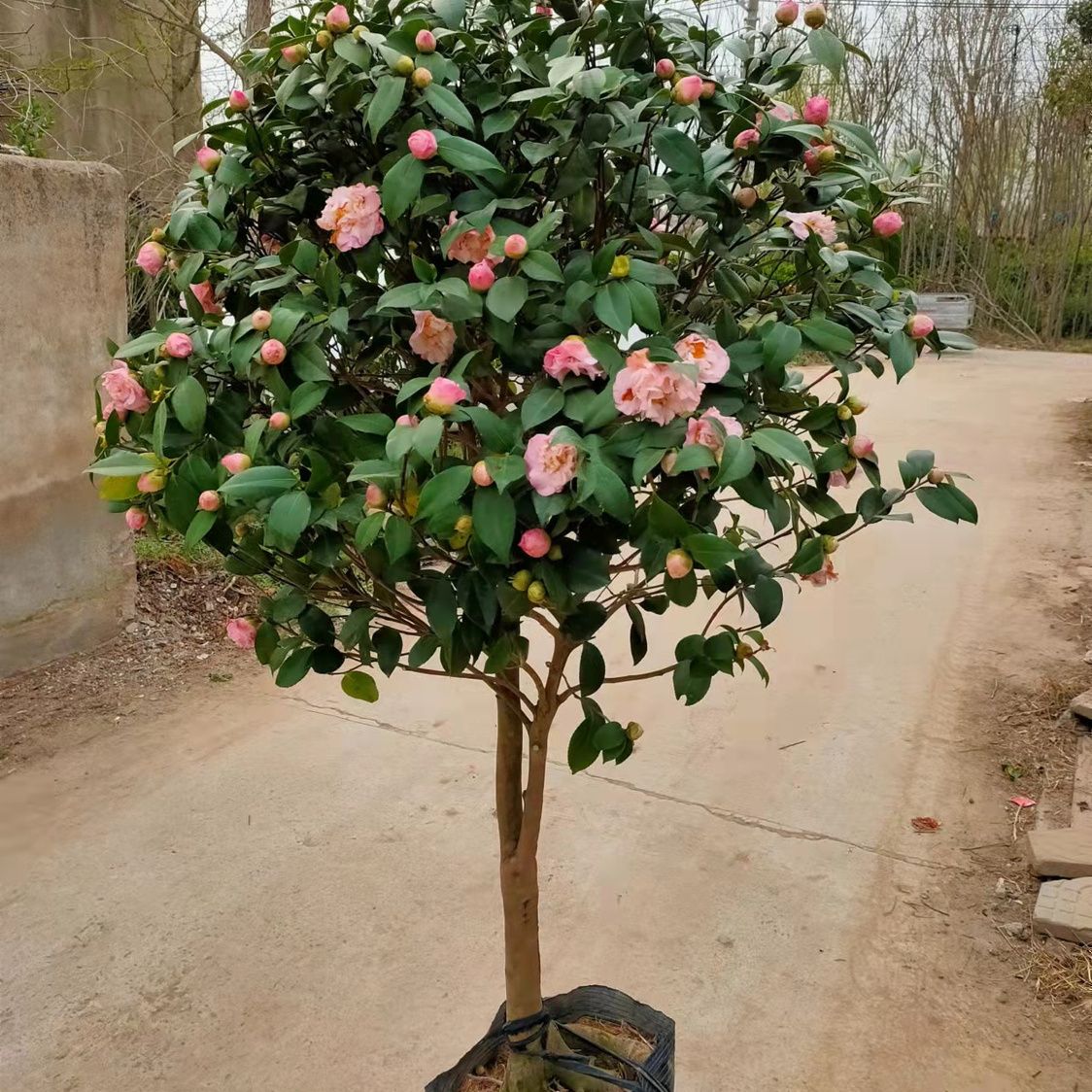 香妃茶花耐冬开花别墅庭院门口室内室外阳台植物盆栽地栽植物