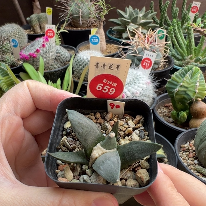 实生牡丹一棵仙人球