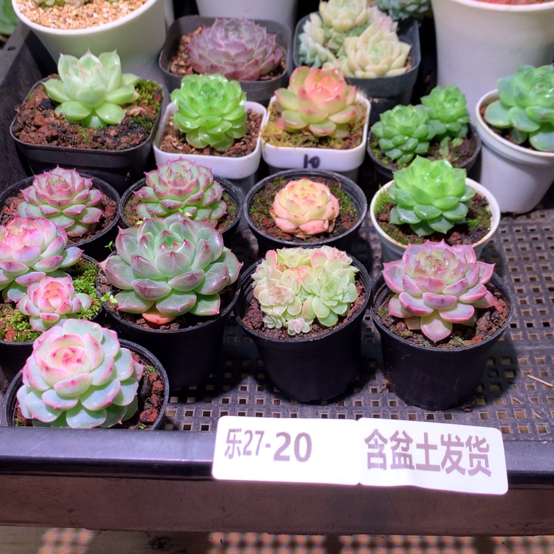 乐然27-20 框拍21颗 带盆土 