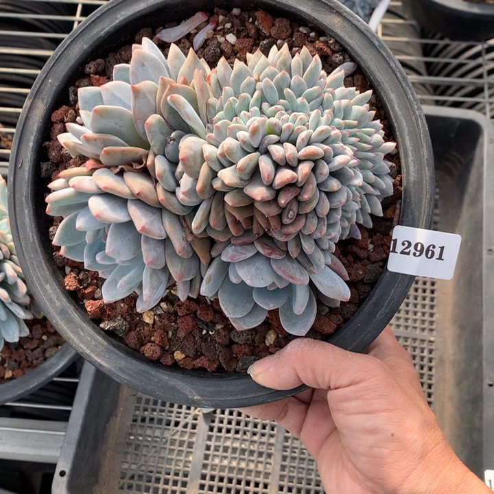 捂****12961缀嗯嗯嗯嗯嗯嗯好