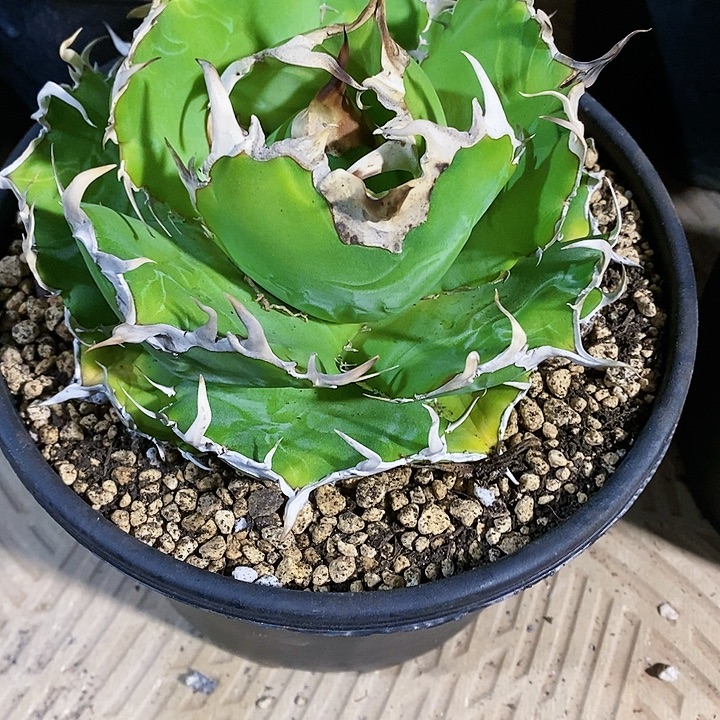 多肉植物龙蛇兰植物