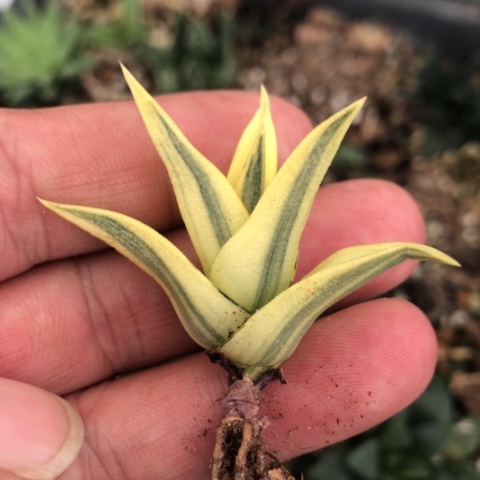 龙城糊斑锦硬叶锦锦