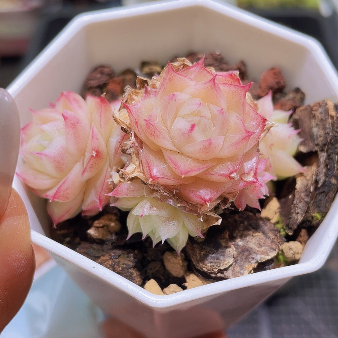 d72 精品多肉一物一拍