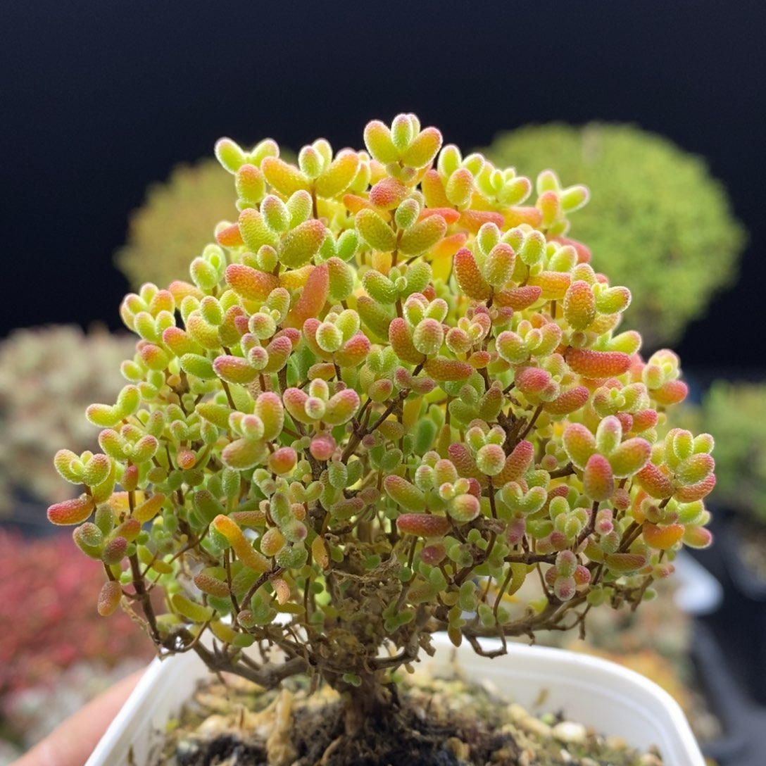 011蜜橘糖球。       