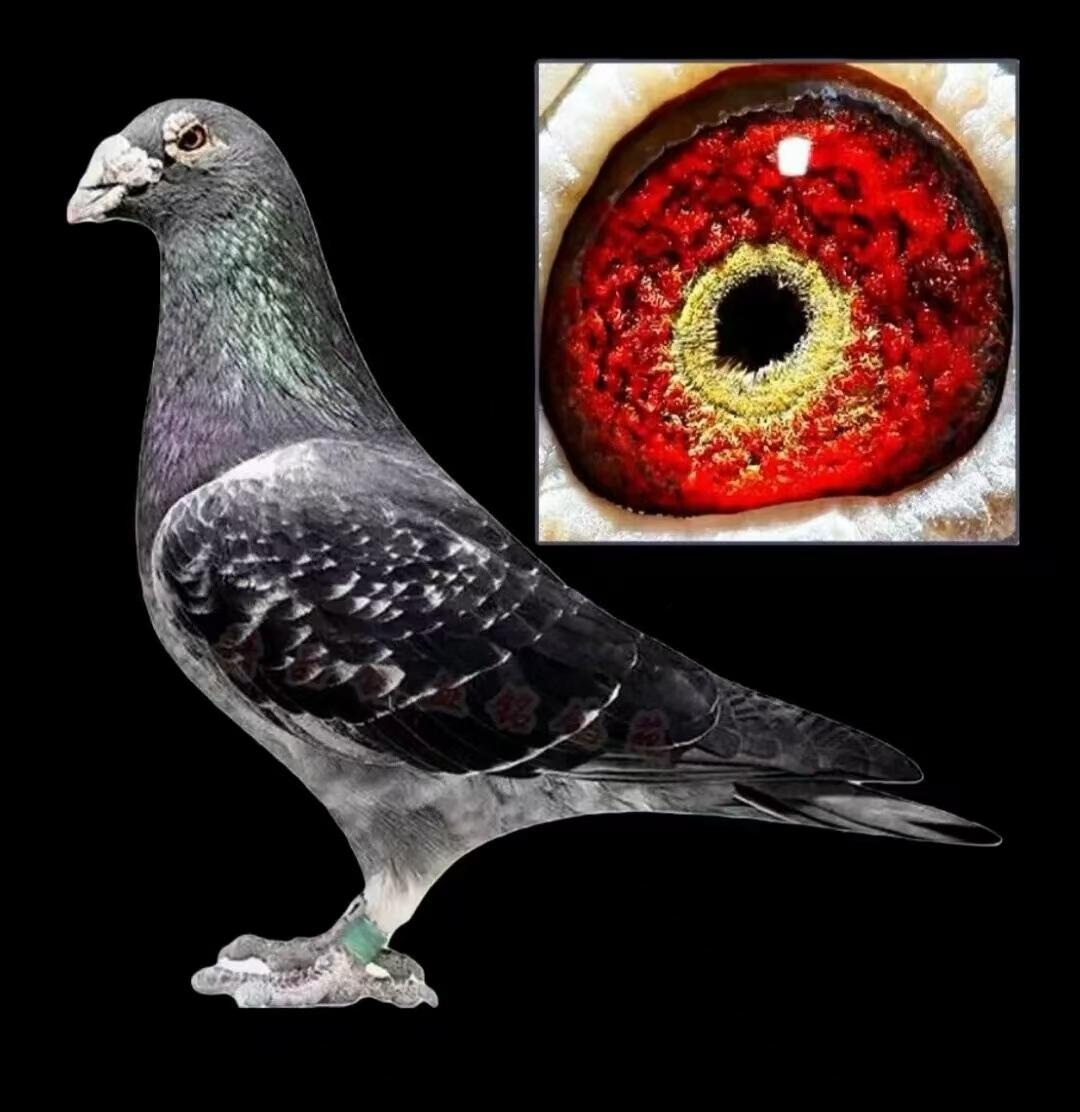 幼鸽 青年鸽 公棚天落鸽