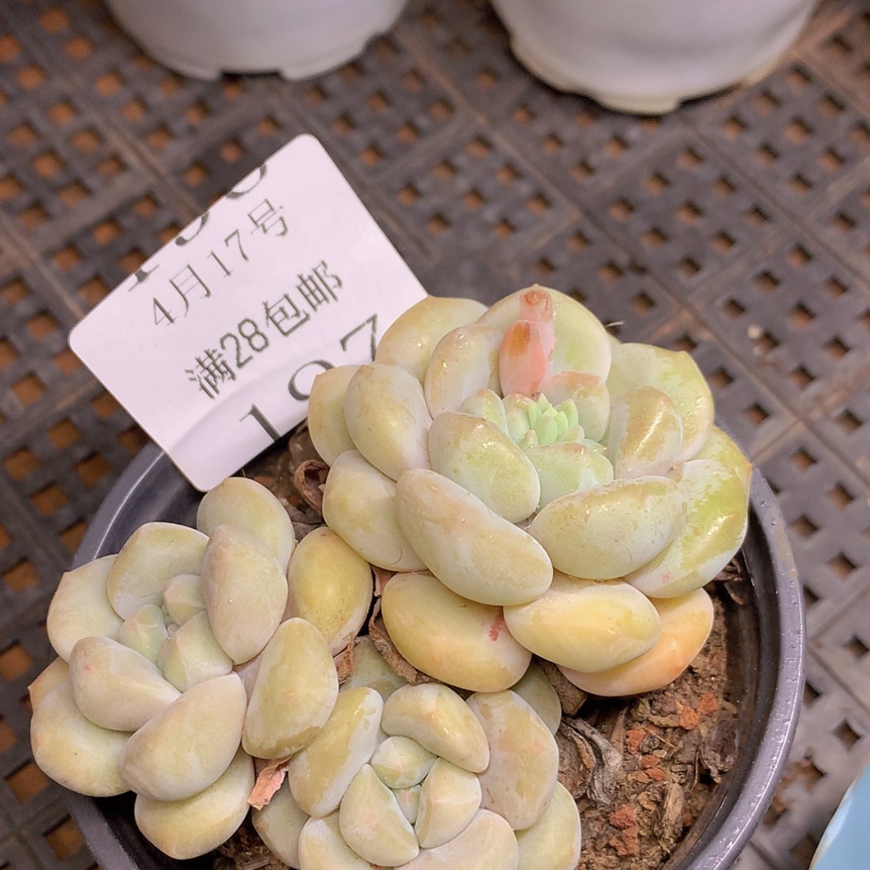 【闪购商品】云197号