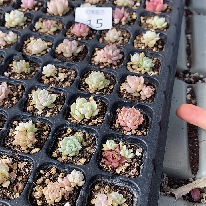 15 多肉植物盆栽花卉