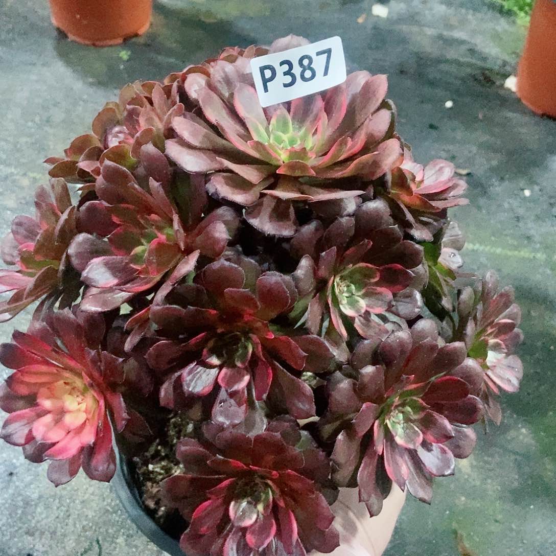 红陶387烟花多肉3