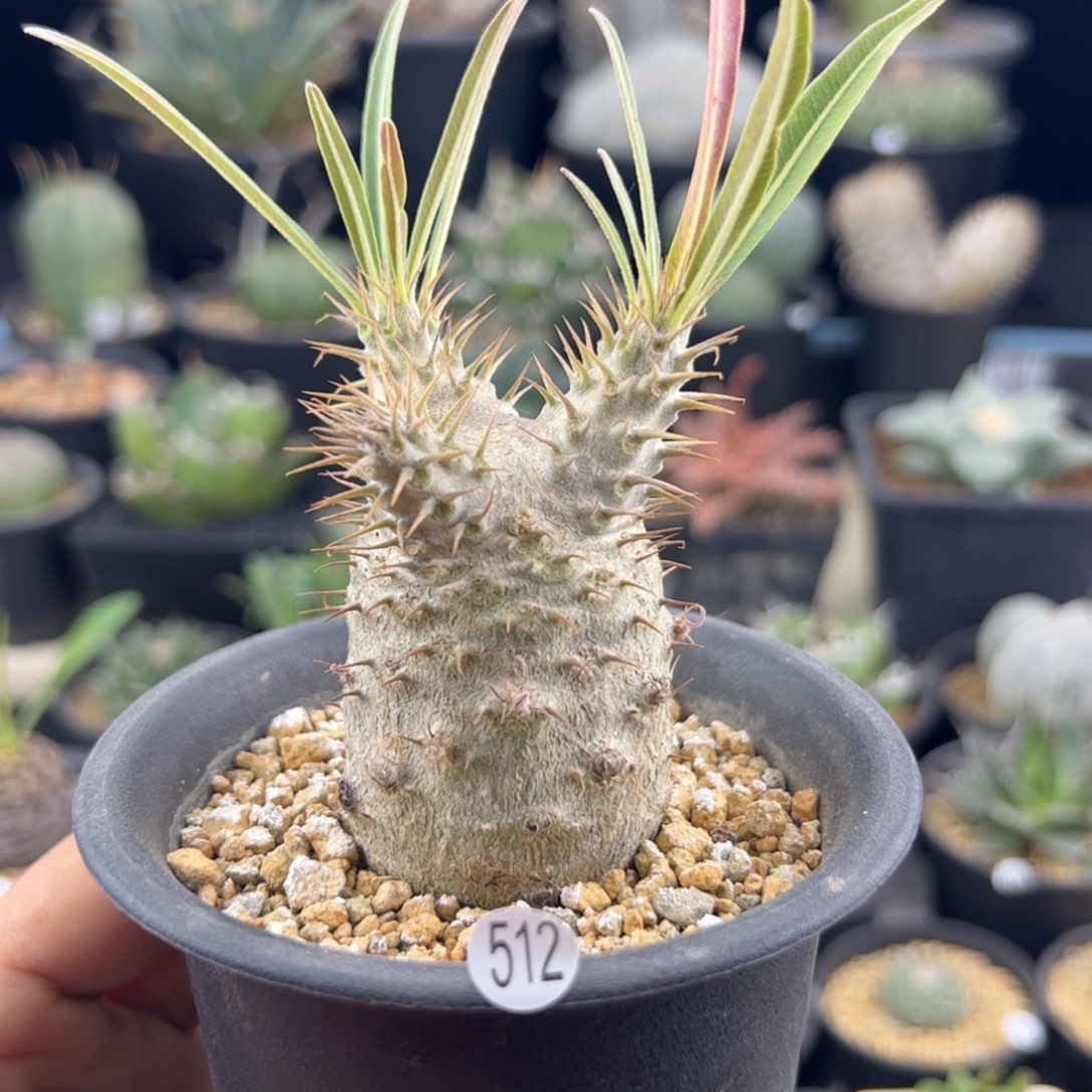 象牙宫实生一物一拍