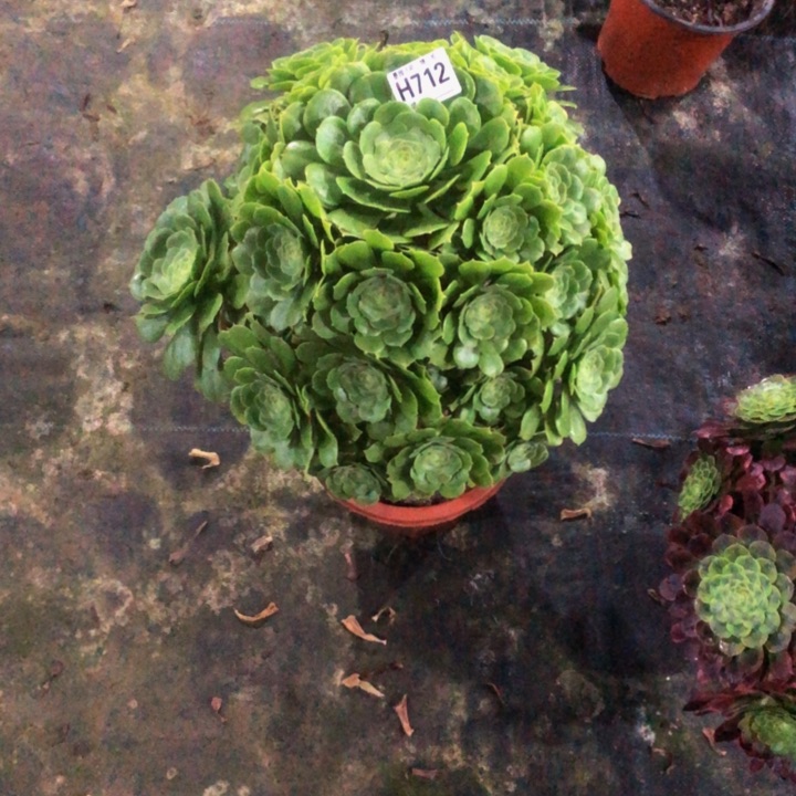 绿玫瑰多肉712000000000