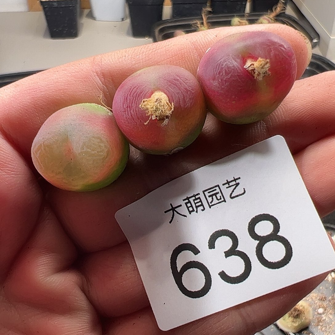 一物一拍。        1430.5水蜜桃638