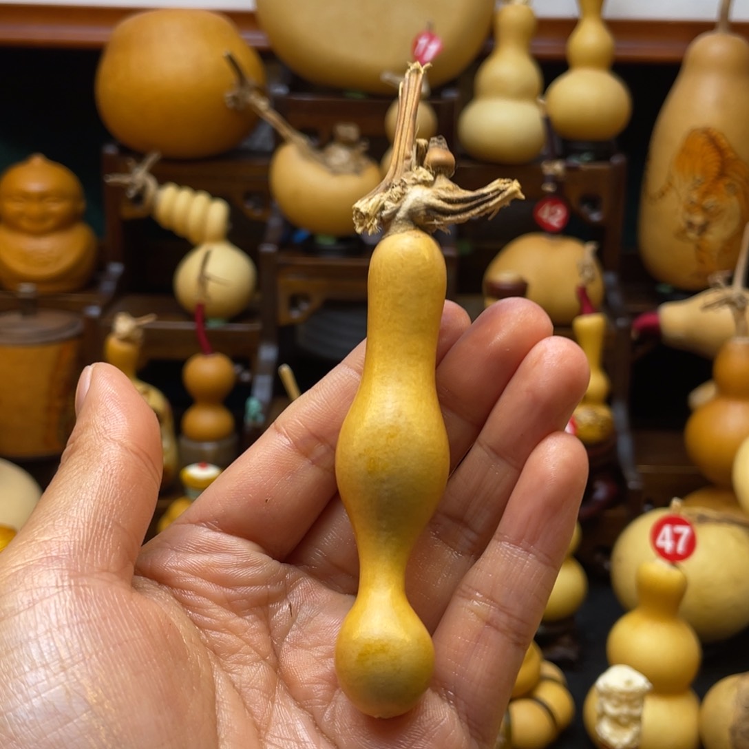 无**海葫芦头的做法是用来做的吗