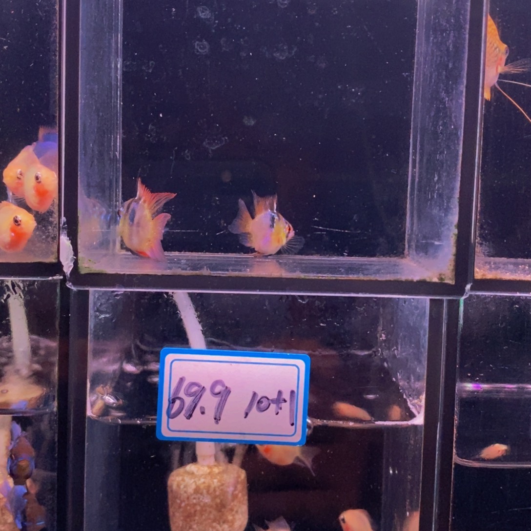 e***心短鲷鱼荷兰一对球