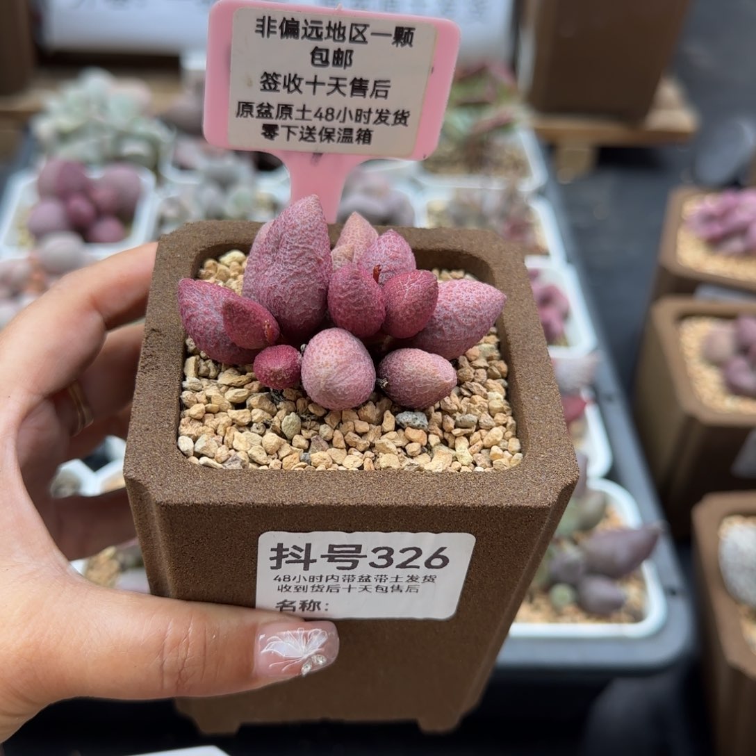 326服部多肉植物