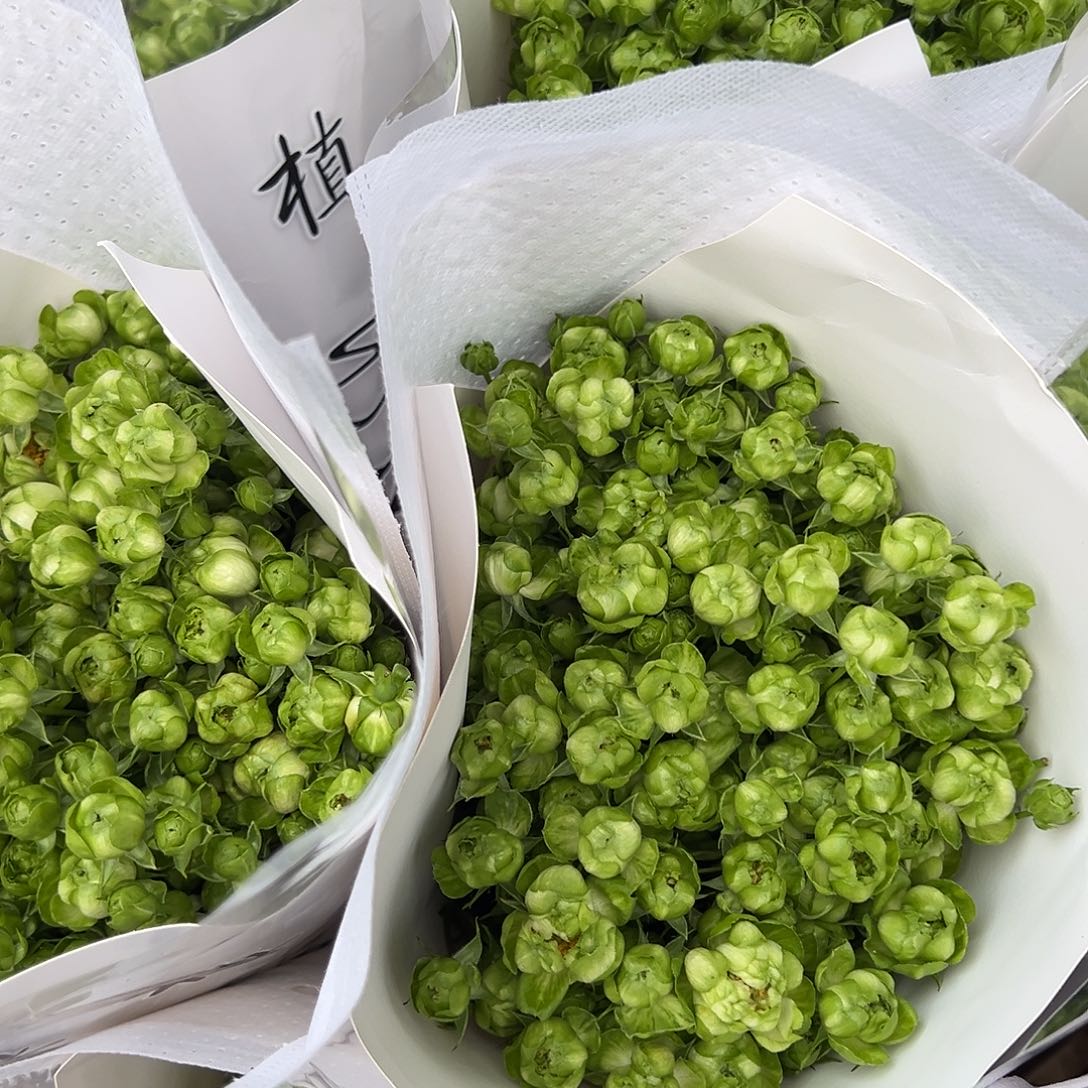 绿闪电绿闪电绿闪电