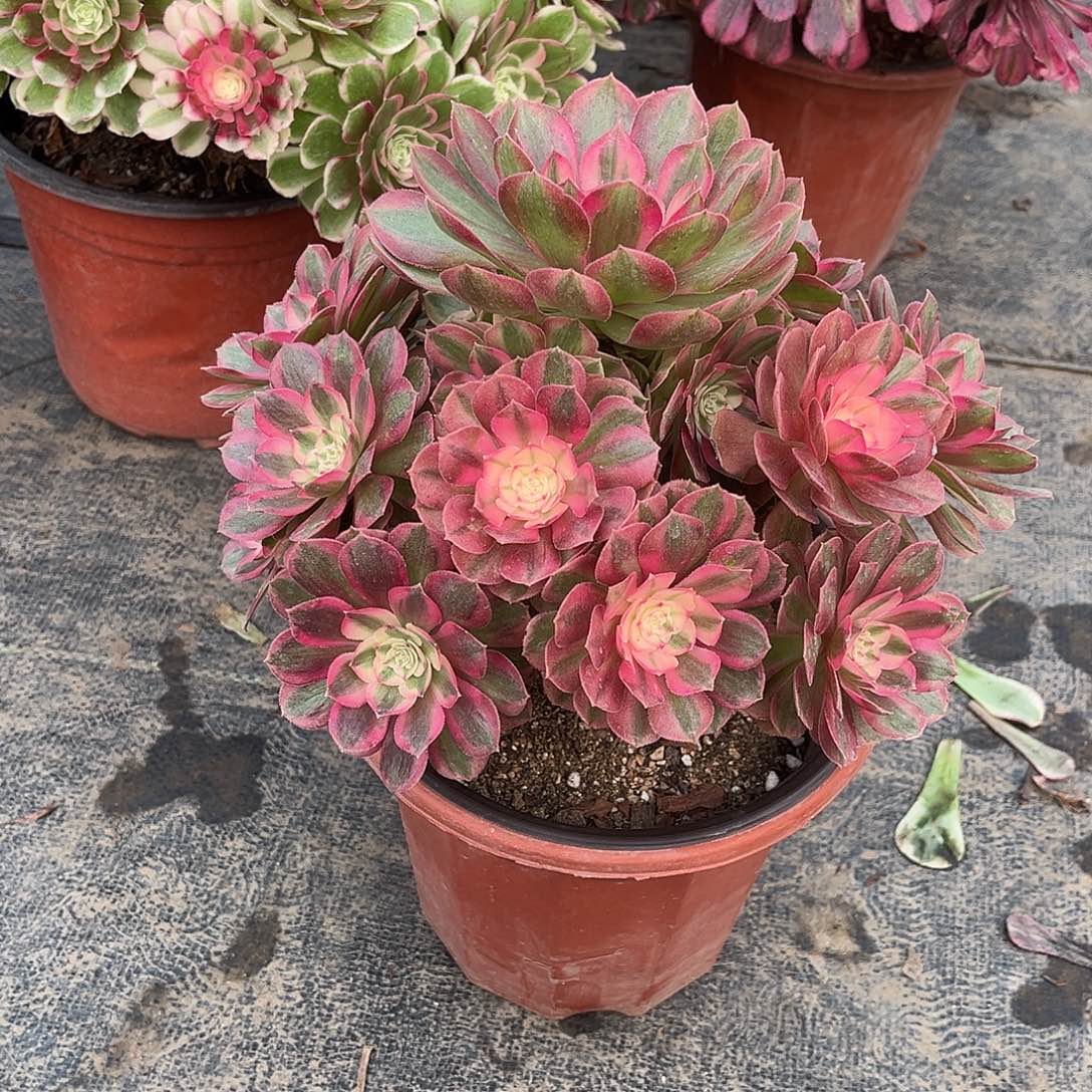 荔枝法师漂亮漂亮