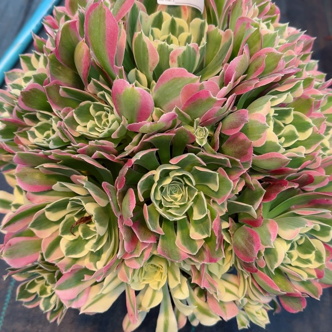 柳**明白风多肉5756