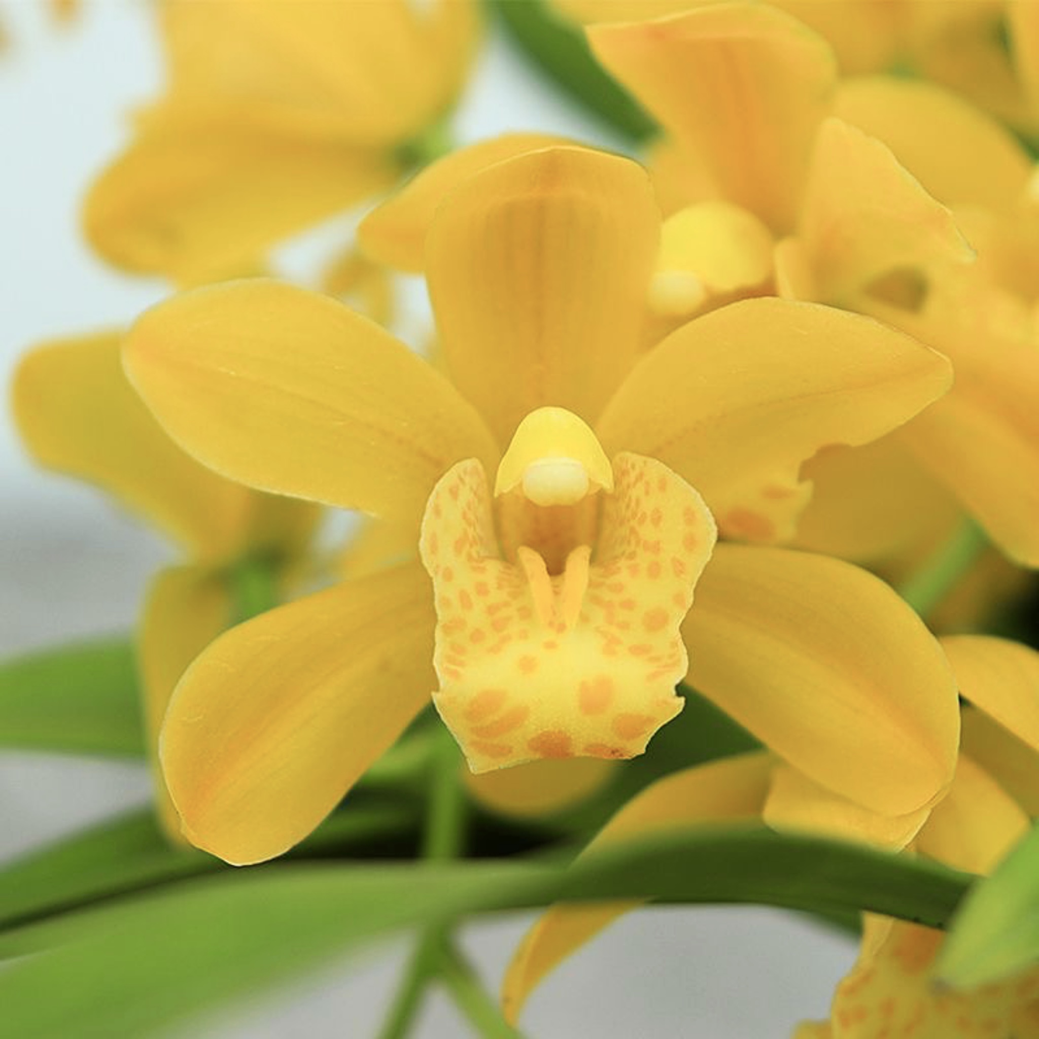 兰花【黄金香水带3-4支花剑】 鲜花绿植带花苞浓香型-免费保温发货