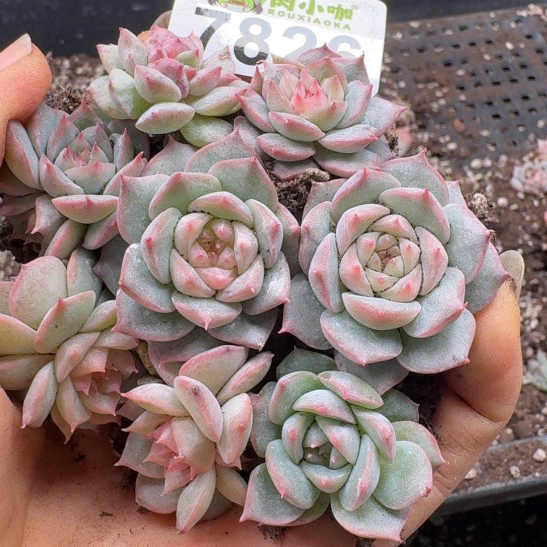 多肉植物多肉植物