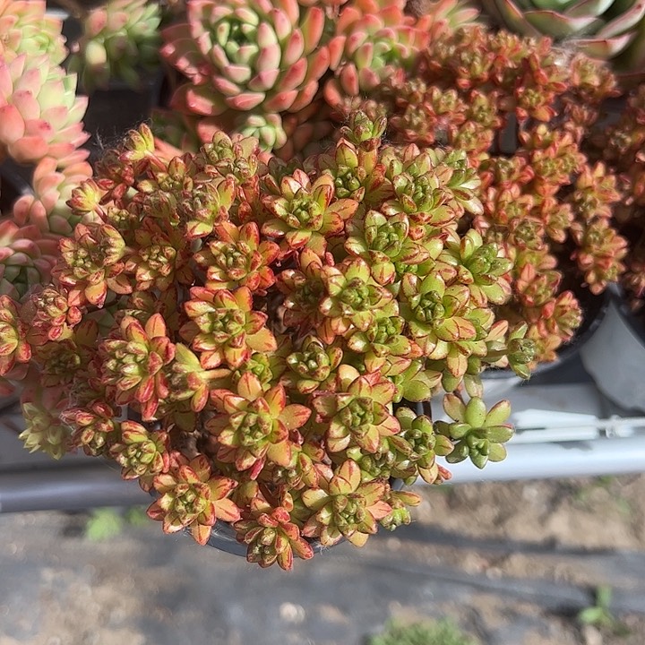 小人祭多肉植物精品