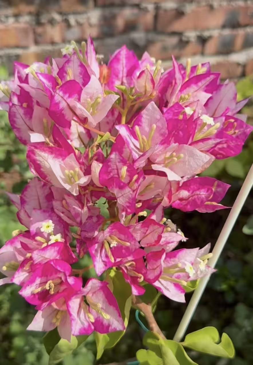 {金娆} 嫁接盆苗 爬藤飘枝垂吊