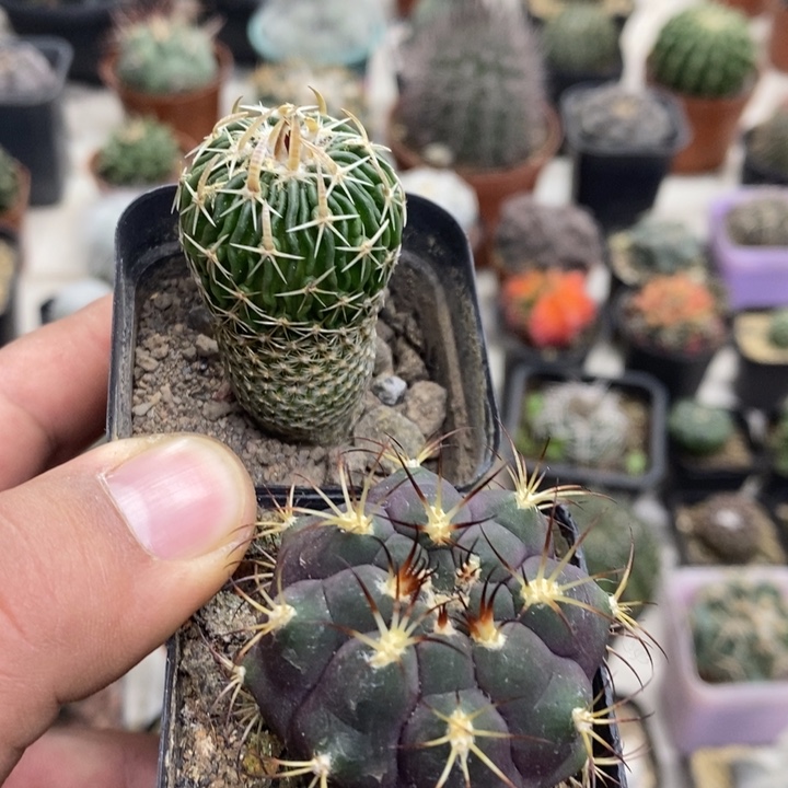 太刀岚天子玉2颗特价