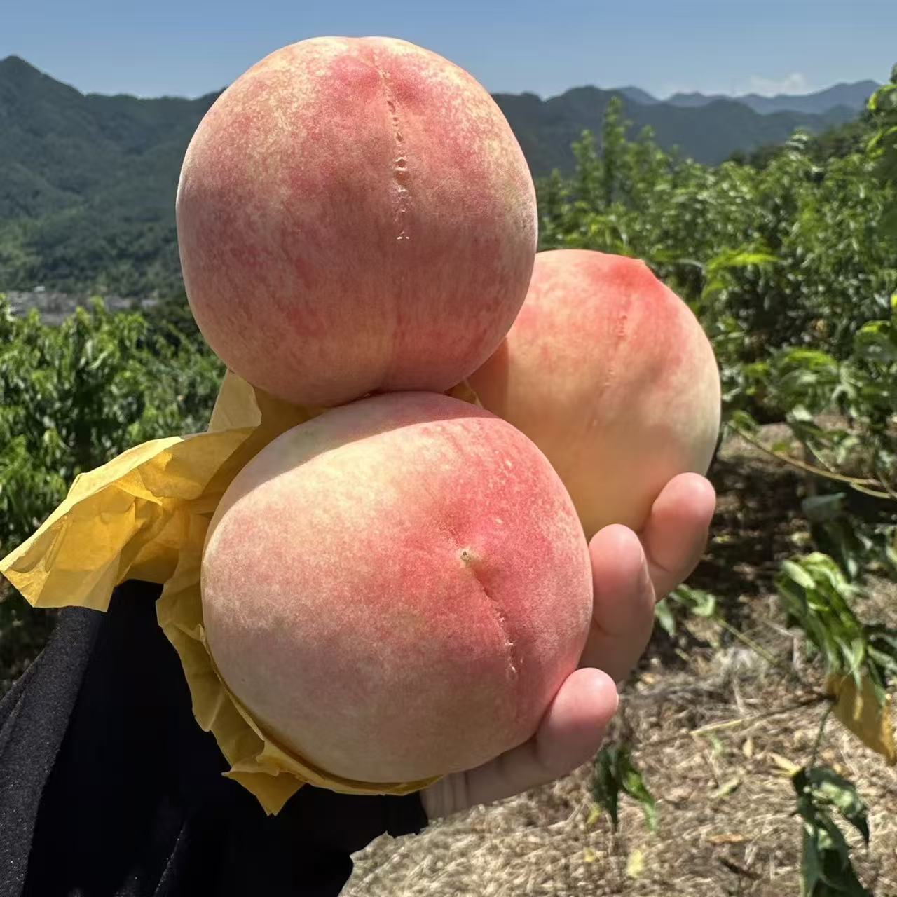 老孙果苗 中桃15六月下旬成熟不裂果14-19%南北方嫁接果树桃苗