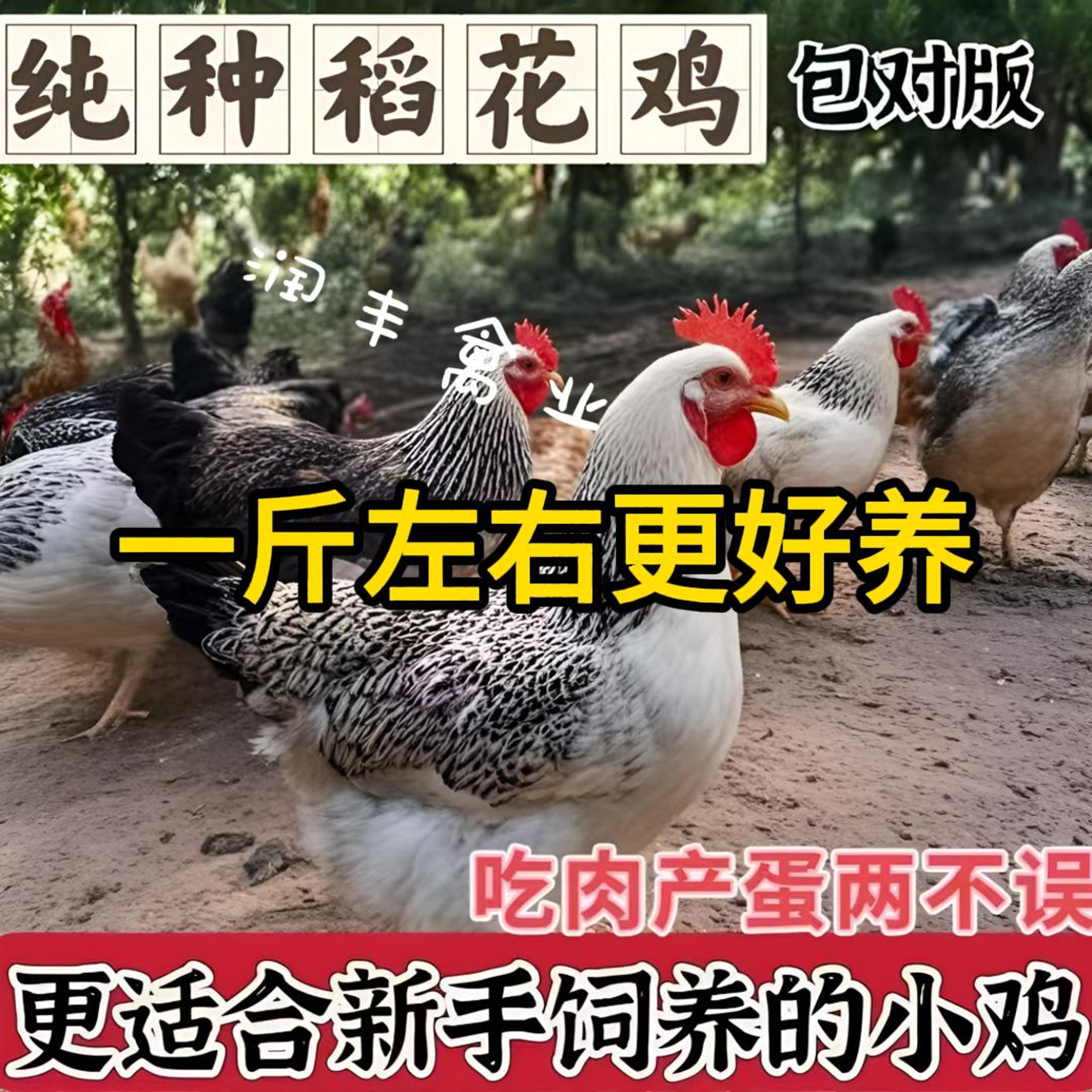 白芦花精品稻花鸡宠物一斤左右发货保活包邮到家