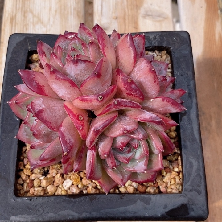 拉糖 韩货精品124124