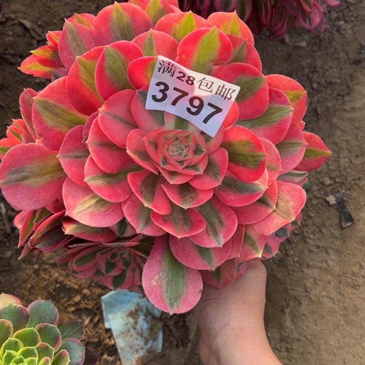 3797女巫多肉植物