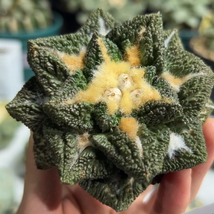 968无根 仙人球的故事是