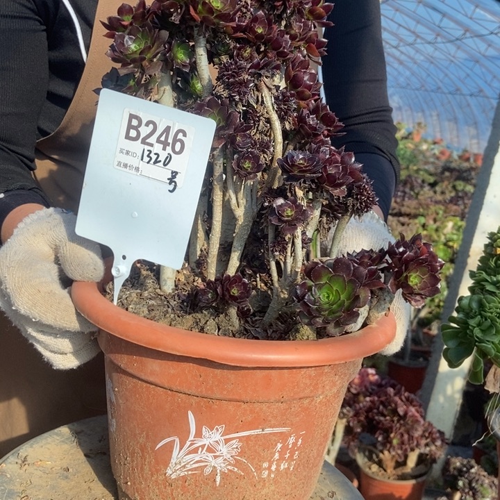 光***狂B246黑豆黑豆黑豆黑豆