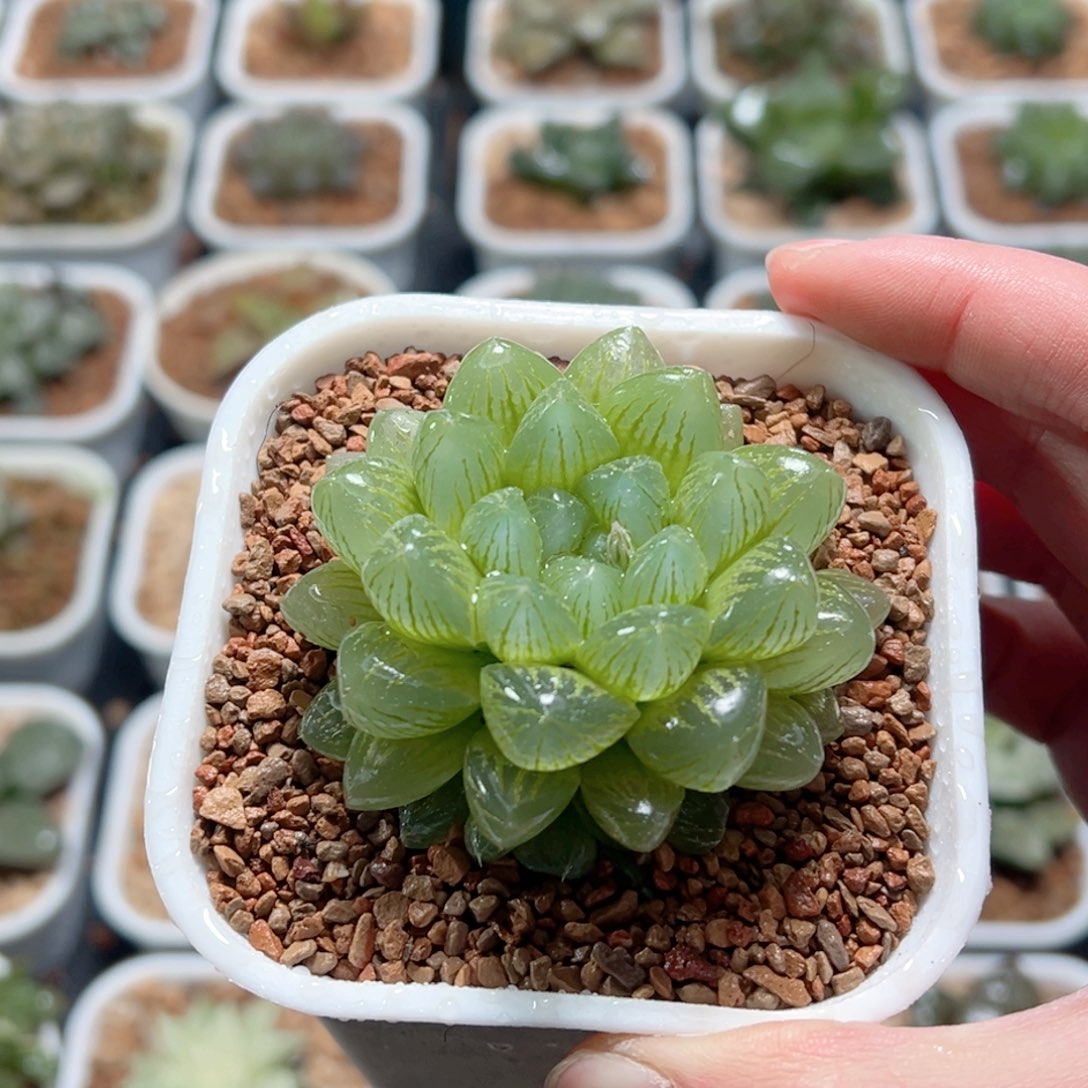 雪花玉露多肉植物