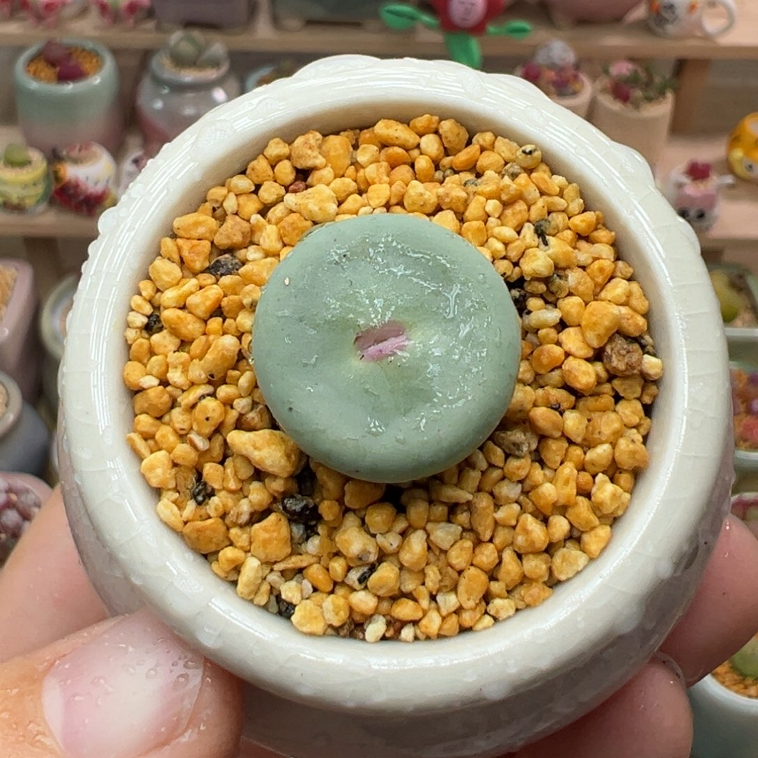 多肉植物10号小红嘴