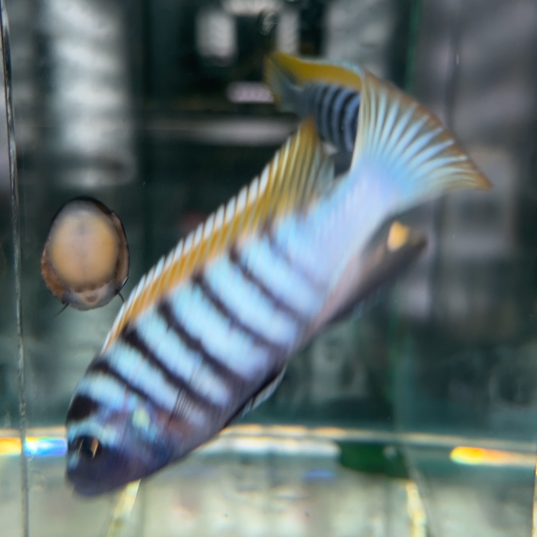 三***！海水鱼27号杰罗礁专拍