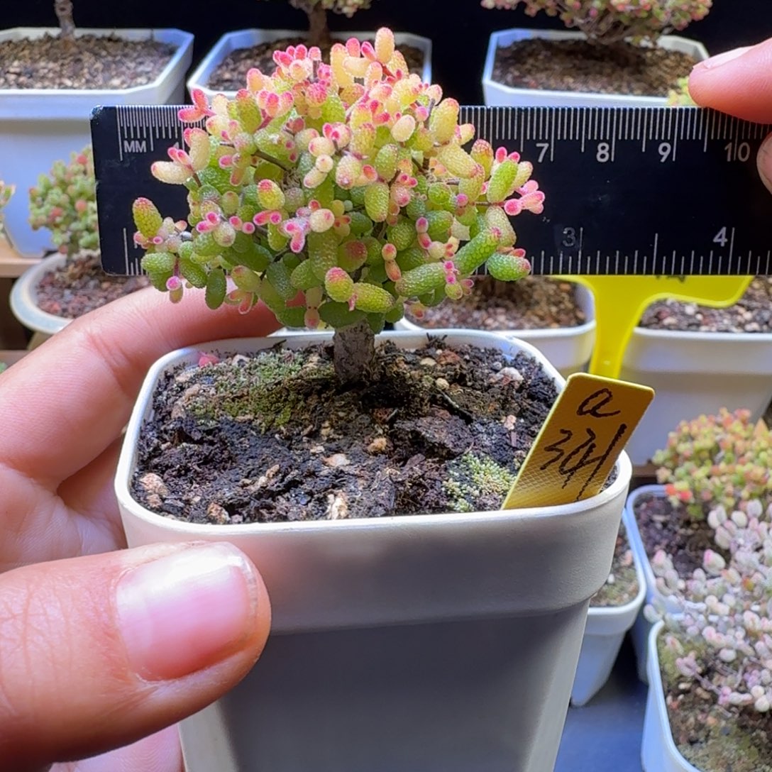 a341号糖球锦假飞机猪冠服6厘米左右