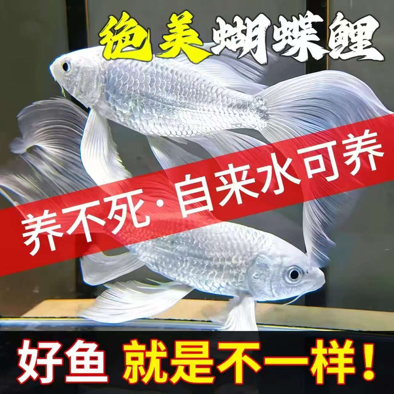 普身纯种蝴蝶鲤淡水观赏鱼包路损