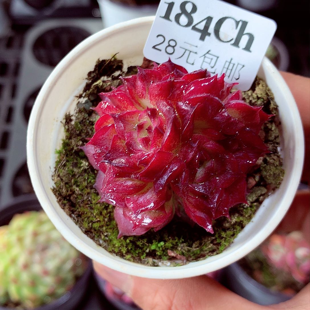 5厘米盆精控多肉184