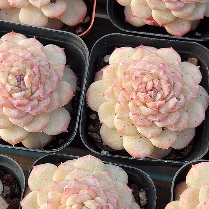 单头    晴初      福利多多