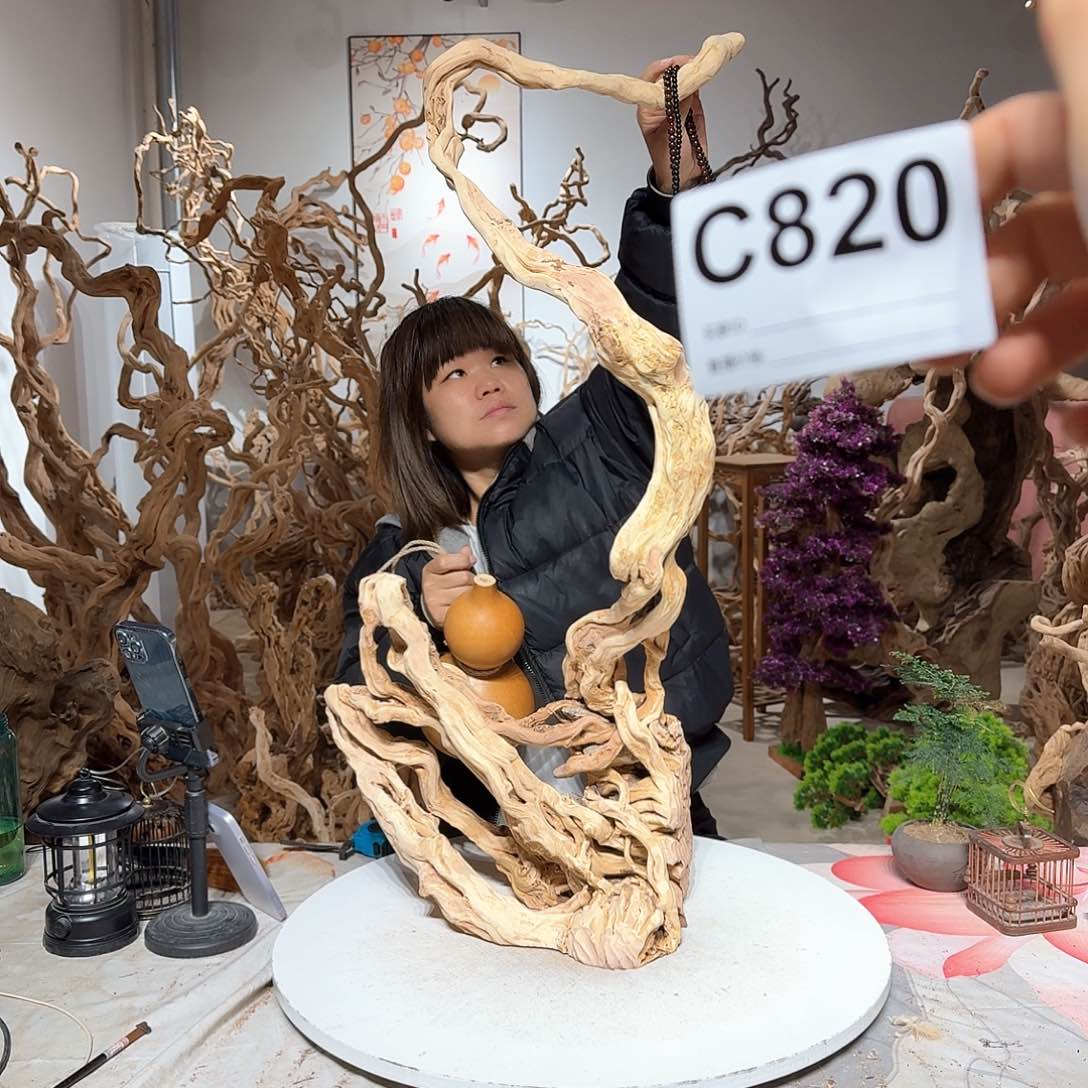 风车木（黑檀木）抗**姐