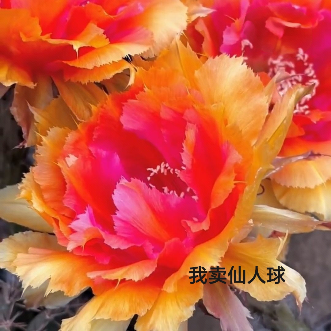 彩草琉璃盏侧芽歪  满28包邮非偏远