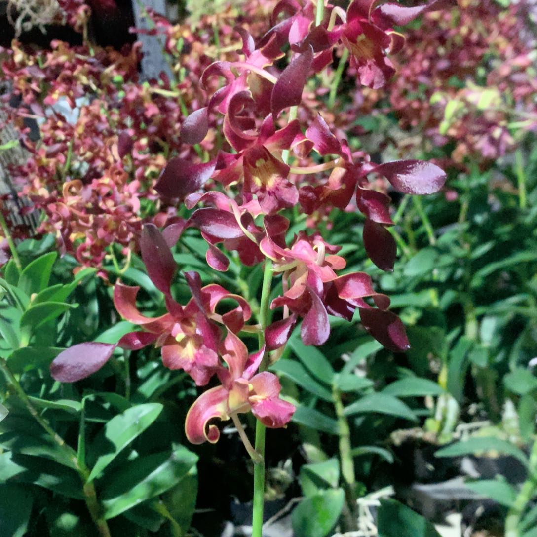 完全开放深红羊大小2苗裸根发，花叶不包损