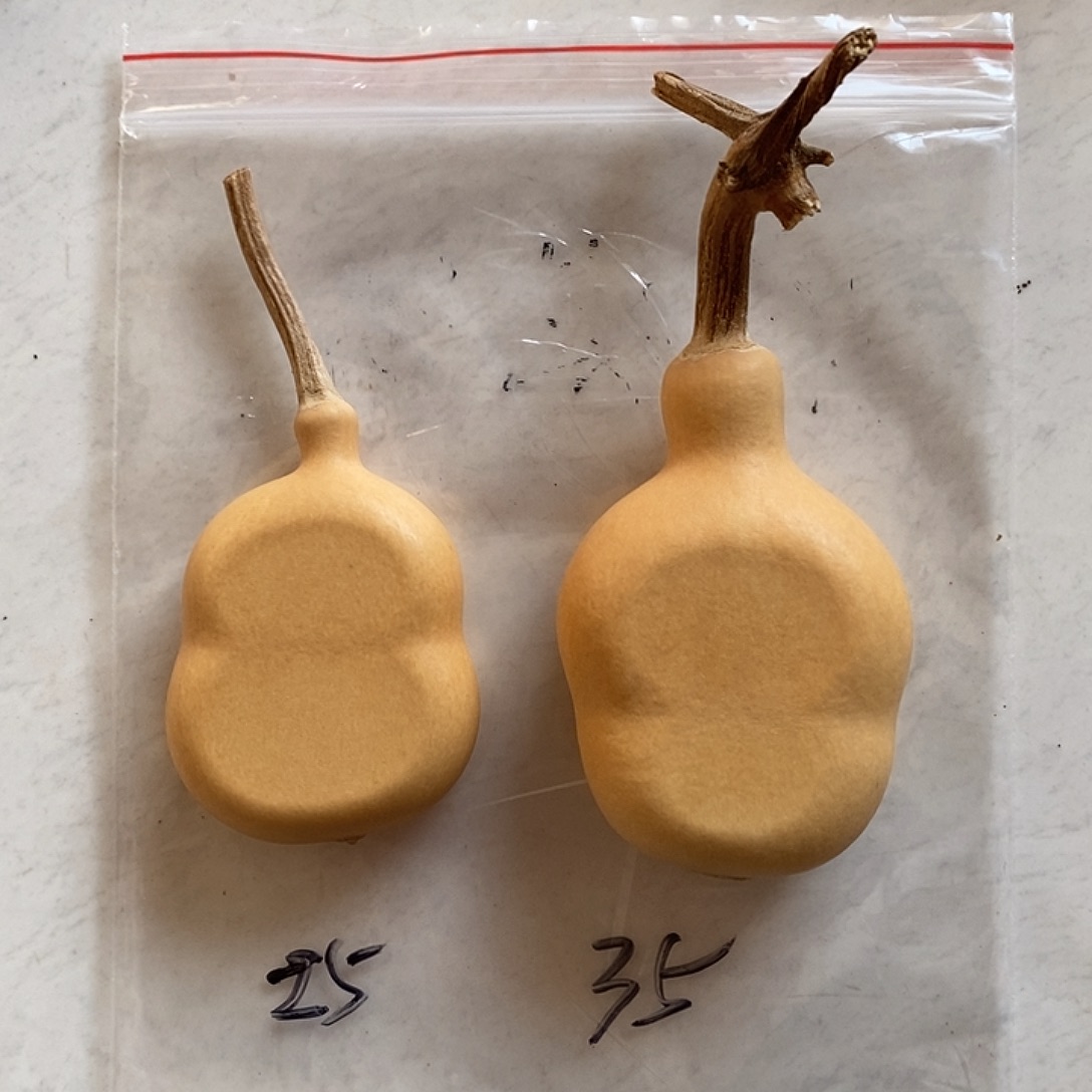 豚***s天然植物葫芦夹扁