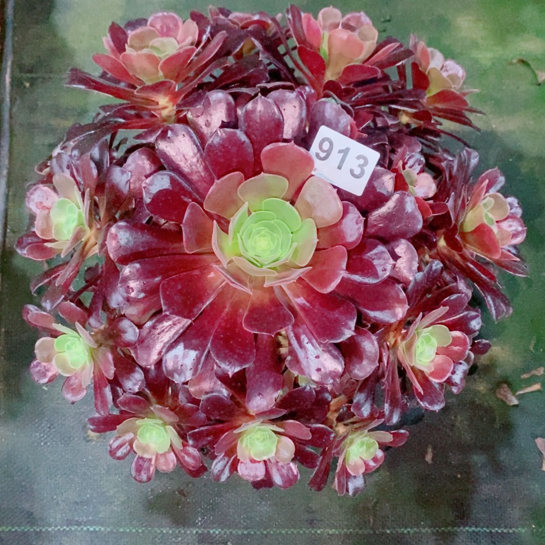 欧紫913多肉1111