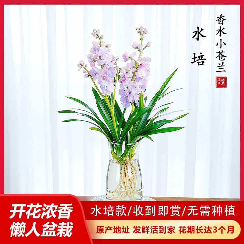 水培香水兰花浓香绿植四季常青好养活花卉适合客厅办公室室内摆放