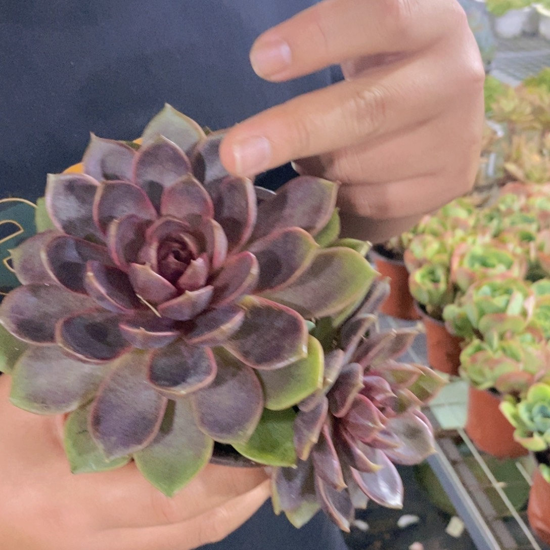 巧克力慕斯双头起发一盆