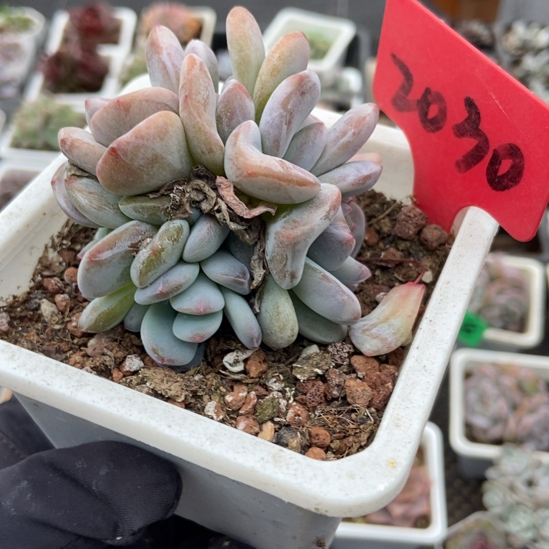 2030七头石榴籽多肉植物