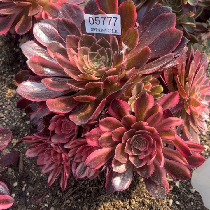 05777黑魔锦多肉植物