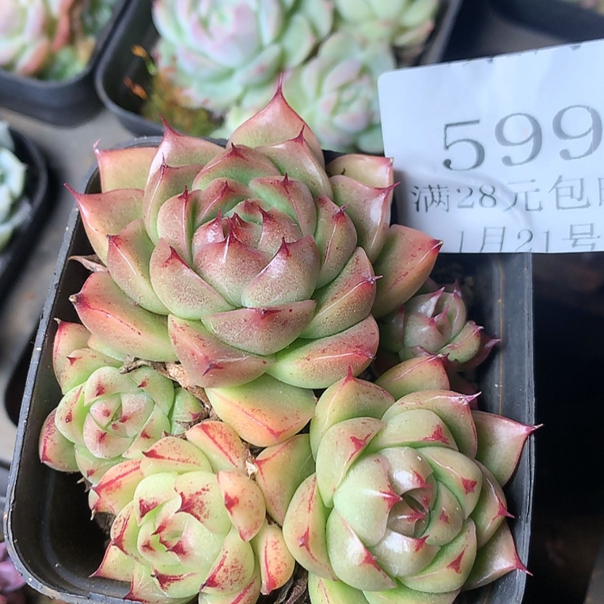 【闪购商品】云599