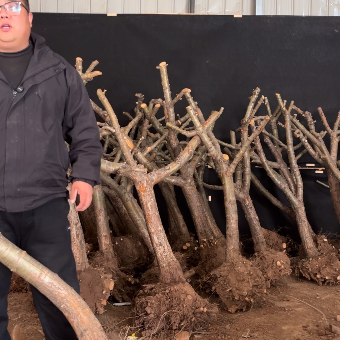 无花朵山楂树个哥哥哥哥哥哥